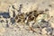 Black-Smith Plover - African Wild Bird Background - Camouflaged Baby Chicks