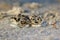 Black-Smith Plover - African Wild Bird Background - Camouflaged Chick