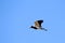 Black-Smith Plover - African Wild Bird Background - Freedom of Flight