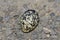 Black-Smith Plover - African Wild Bird Egg Background - Camouflaged Wonder