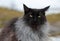 A black smoke norwegian forest cat male outdoors