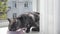 Black smoke tabby british cat eat sitting on a window sill
