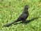 Black Smooth Billed Ani bird on green grass