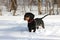 Black smooth-haired dachshund