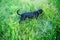 Black smooth-haired dachshund hunting among the green grass