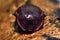 Black snail beetle (Silpha atrata) brown form head on