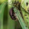 Black snail beetle (Silpha atrata) brown form with prey