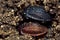 Black snail beetle (Silpha atrata) colour forms