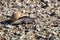 Black snail crossing a gravel path, California