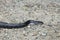Black snake closeup on a dirt road