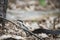 Black Snake crawling through brush on the ground.