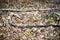 Black Snake crawling through brush on the ground.