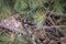 Black Snake crawling through brush on the ground.