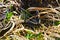 A black snake creeps on dry grass in the early spring afternoon. Close-up.