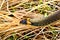 A black snake creeps on dry grass in the early spring afternoon. Close-up.