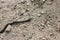 Black snake on dry ground, venomous snake crawling, close-up.