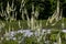 Black snakeroot (Actaea racemosa)