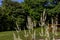 Black snakeroot (Actaea racemosa)