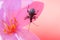Black snout beetle, true weevils or bark beetle on pink backgrond