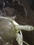 Black softshell turtle in the Nagshankar temple pond in Assam. Photo by Shailendra Singh/Turtle Survival Alliance.