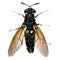 Black soldier fly, Hermetia illucens