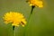 Black soldier fly, hermetia illucens, covered in pollen from a dandelion flower