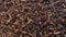 Black soldier fly larvae composting manure
