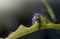 Black soldier fly on a leaf with scary face, taken in softly focus and blurred of dark background in dramatic light