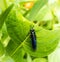 Black Soldier Fly perch on a green leaf in the garden.