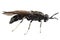 Black soldier fly species Hermetia illucens