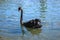 black solitary swan