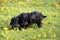 Black Spaniel Dog