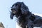 Black spaniel dog