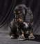 black spaniel puppy dog pictures