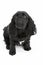 Black Spaniel Puppy In Studio