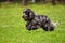 Black spaniel runs on the grass