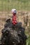 Black Spanish of Norfolk Black turkey. Black a turkey bird stands on background of grass