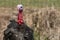 Black Spanish of Norfolk Black turkey. Black a turkey bird stands on background of grass