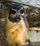 Black spectacled owl in closeup, tropical and nocturnal bird of prey from America