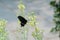 The black sphenoid butterfly is in the field