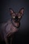 Black sphinx portrait cat
