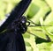 Black Spicebush Swallowtail Butterfly