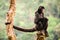 Black spider monkey alone portrait, with open mouth and long tail