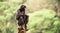 Black spider monkey alone portrait, with partly open mouth, sitting crouching on a piece of wood