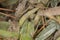 Black spider perched on the edge of a soft fuzzy leaf