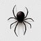 Black Spider with transparent shadow on a checkered background. Can be placed on any background.