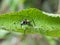 black spider on tree leaves