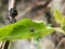 black spider on tree leaves