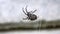 Black spider weaves a web on the street