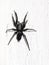 Black spider on white wall.